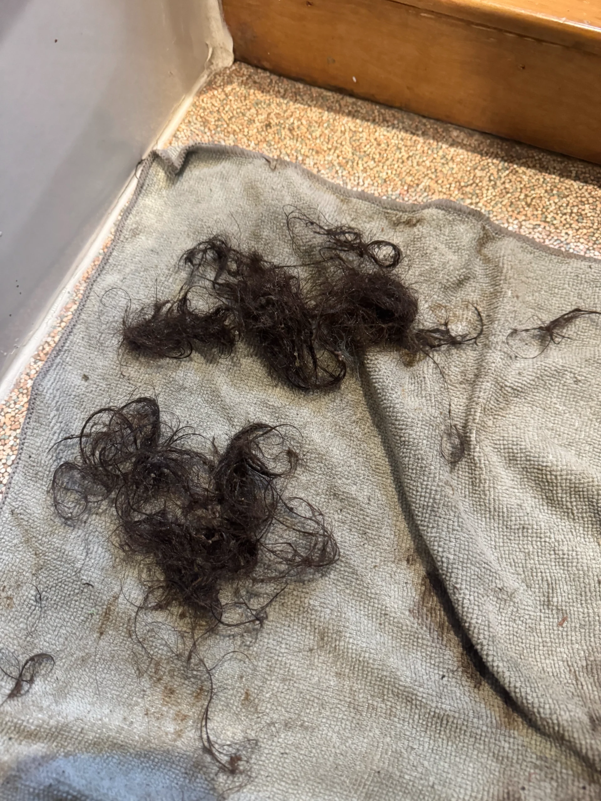 Clogged drain service in Bellevue WA — same-day drain clearing for slow or fully blocked drains in Bellevue homes and businesses