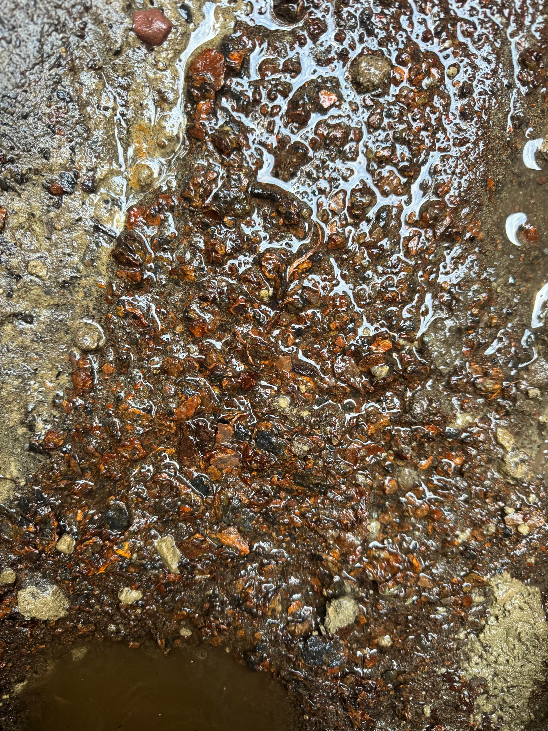 Main drain line cleaning in Seattle WA — full-line clearing of main sewer drain with post-service camera verification