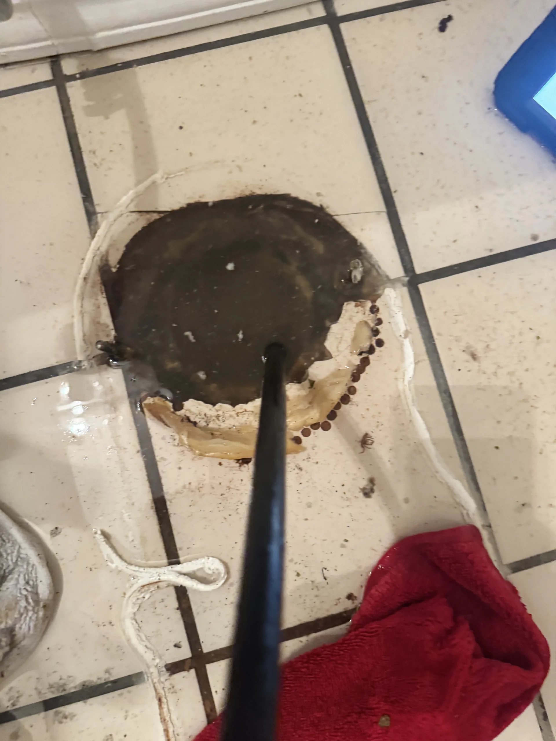 Hair and grease removed from a clogged Shoreline drain during drain cleaning