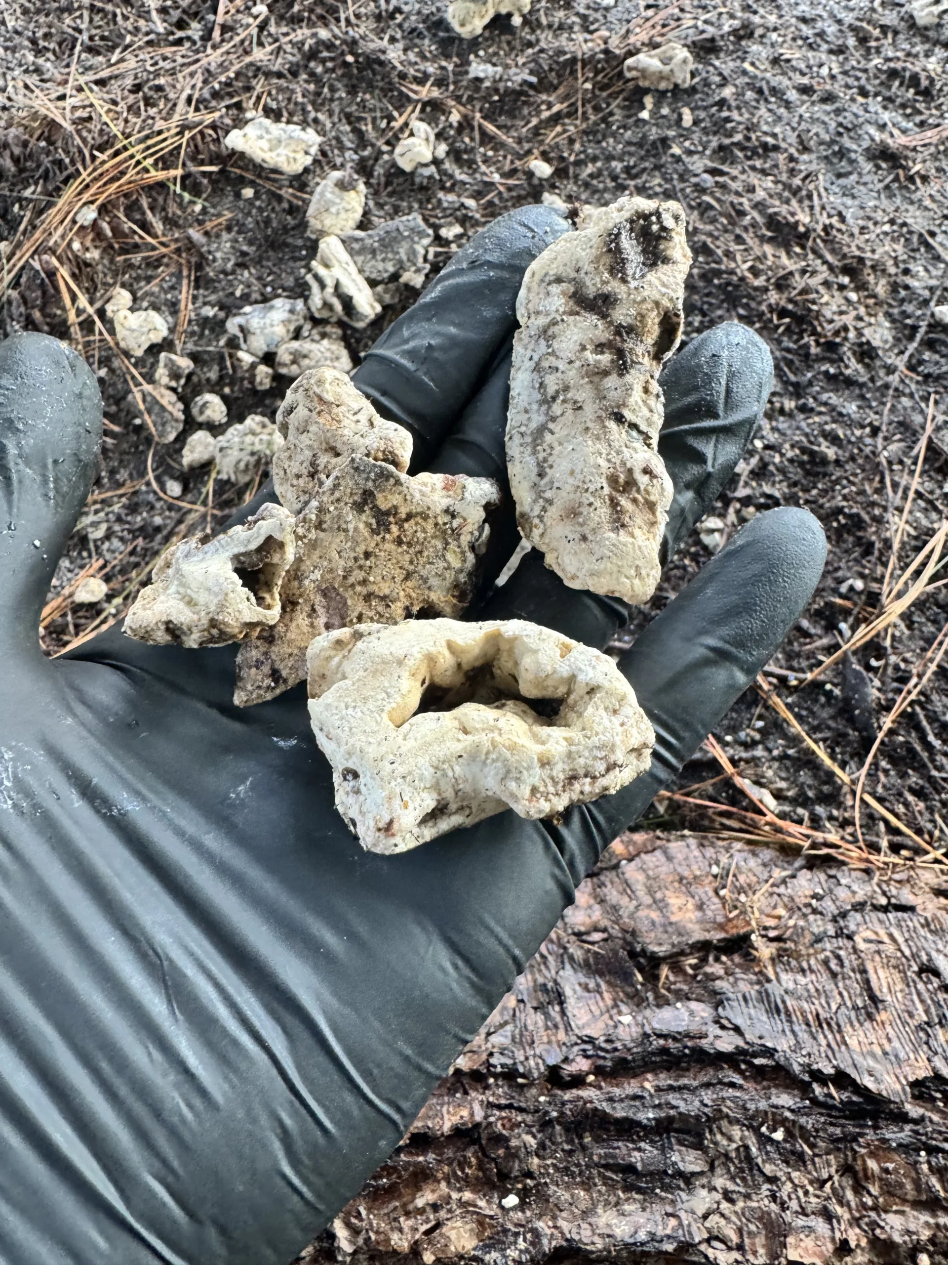 Debris pulled from a Bothell drain during rooter service | The Drain Authority