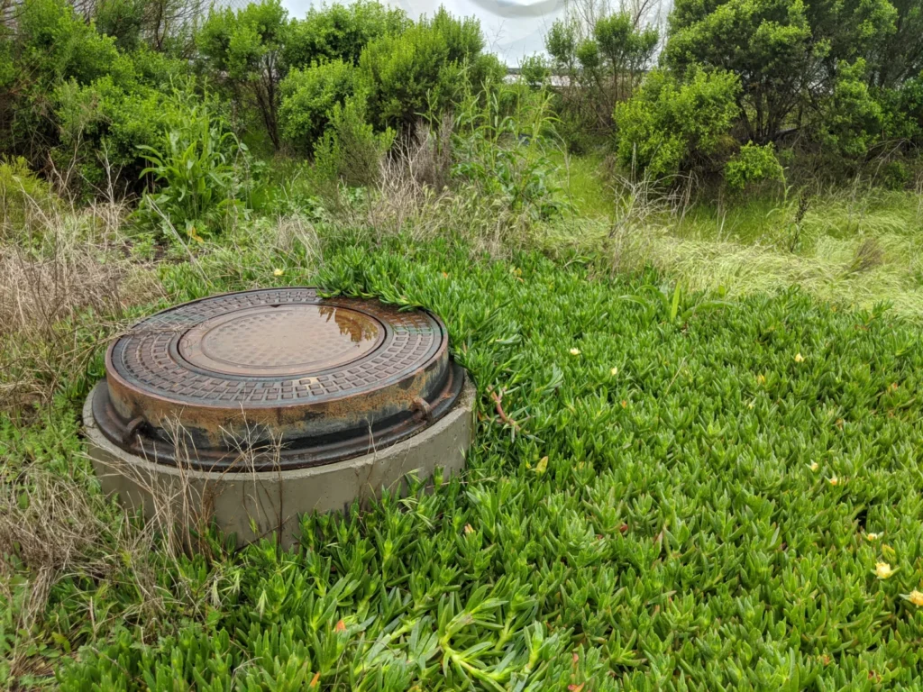 Round drain cleanout cover surrounded by tall grass and weeds